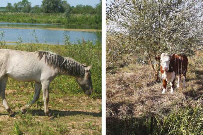 Hanson’s former Manor Farm sand and gravel quarry is being transformed into Floodplain Forest Nature Reserve, with vegetation being managed by grazing Konik ponies and cattle