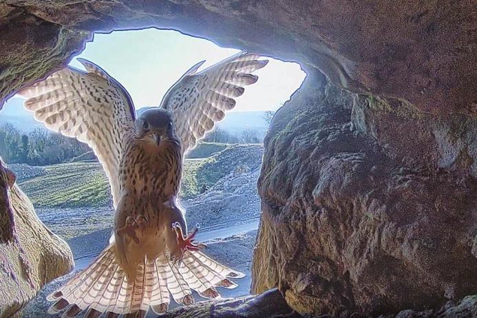 A captivating action shot captured by the Mannok Kestrel Cam