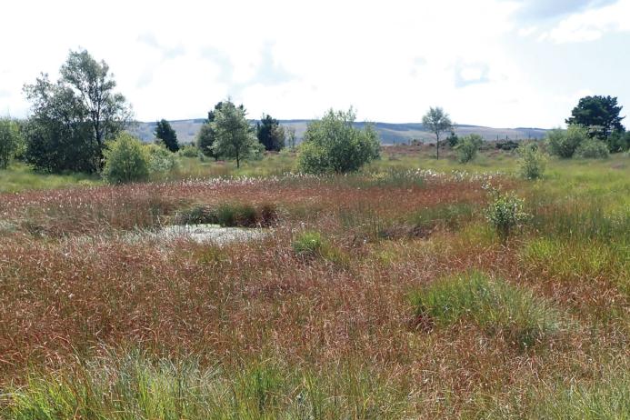 The reuse of deep peat in peatland habitat creation
