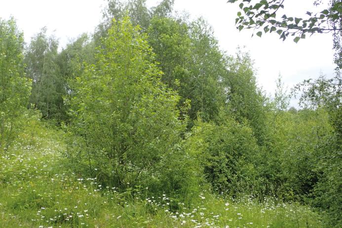 Flowery vegetation established on overburden and the inevitable replacement by scrub and woodland