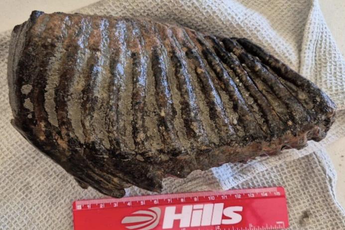 A mammoth tooth discovered at Hills Quarry Products’ quarry at Cerney Wick