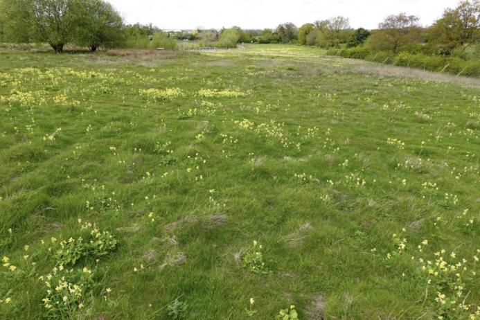 Wild flowers at Ryton Wood Meadows