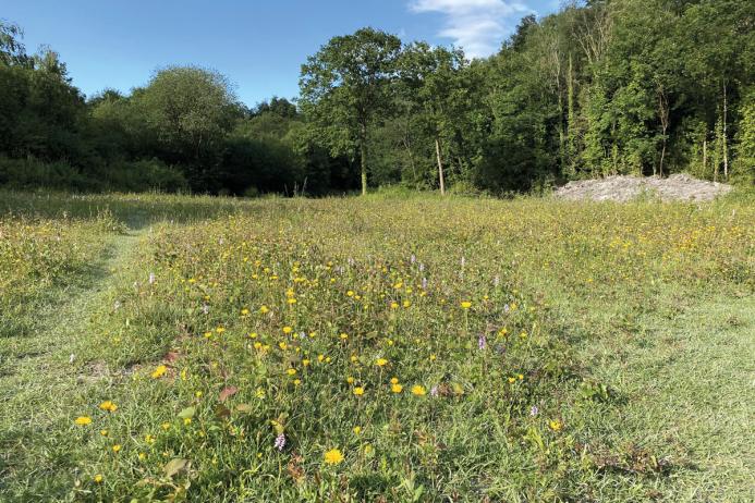 Grays Thurrock Chalk Pit SSSI, which was visited and photographed as part of the study in 2024