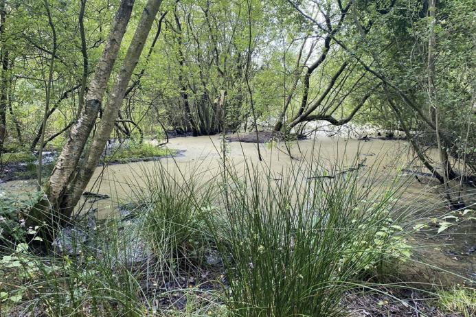 Morley Brick Pits SSSI, which was visited and photographed as part of the study in 2024