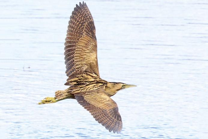 Bittern. Photo: Debbie Drake