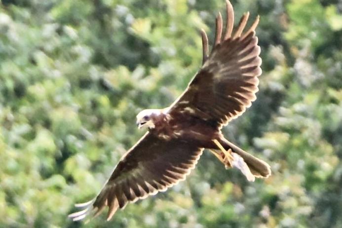 Marsh harrier. Photo: Matthew Cormack