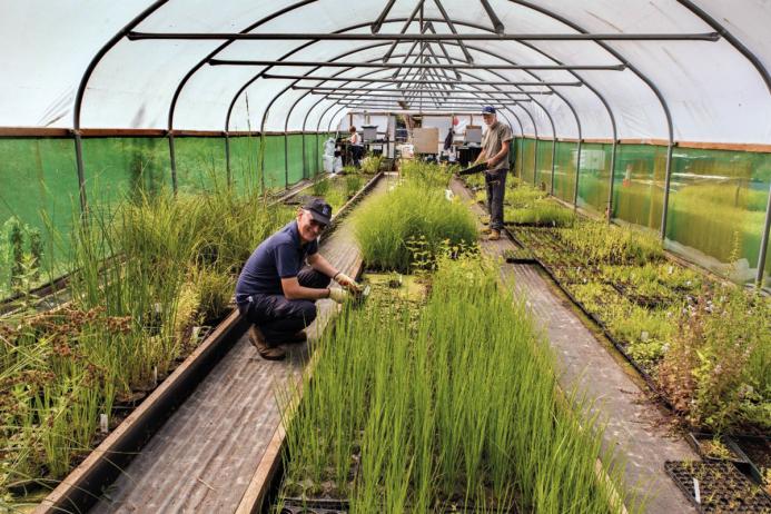 LUCT volunteers working in the Well Wetlands nursery. Photo: Frank Dwyer