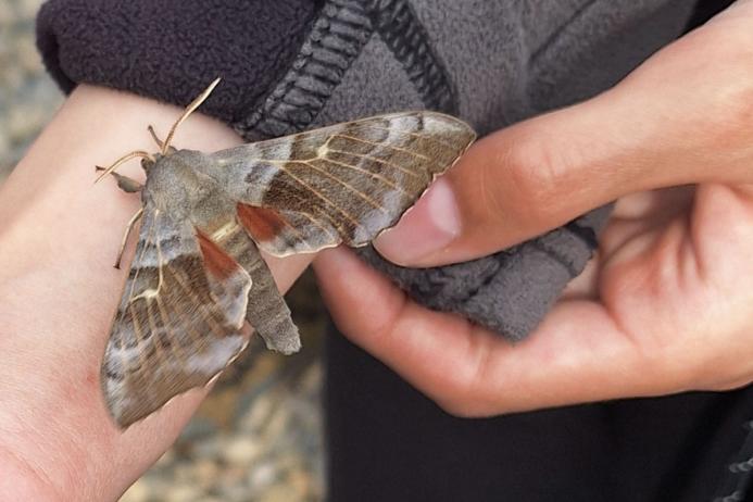 Moth identification