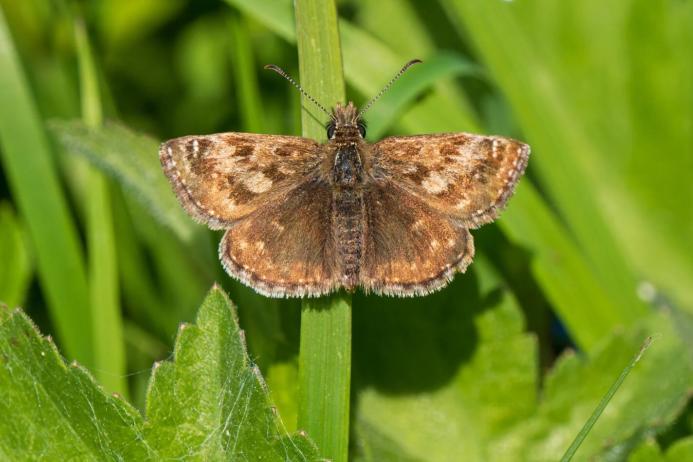 A colony of dingy skippers has taken hold along a disused railway line that runs through Forterra’s Kirton brickworks site