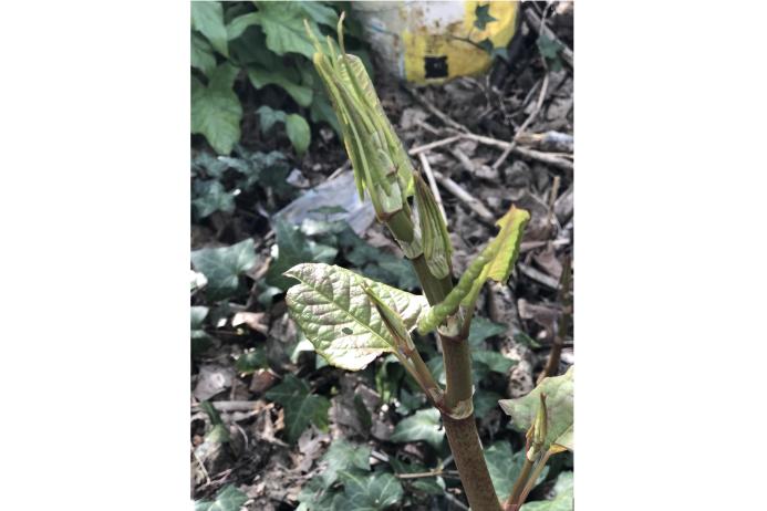 The PCA is urging the prioritization of waste-disposal practices that help prevent the spread of invasive non-native plants such as Japanese knotweed