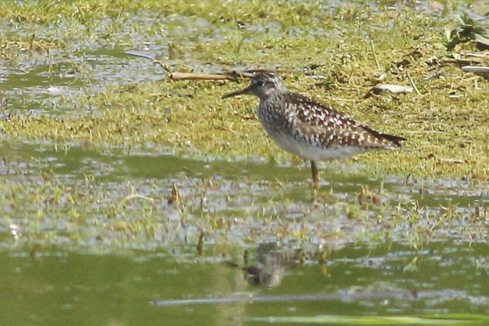 Wood sandpiper spotted at the reserve on 29 April 2025. Photo: Terry McKenna