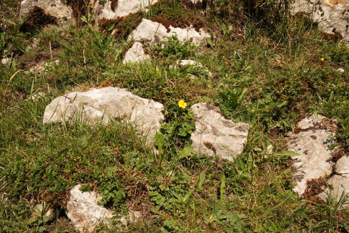 Rockrose growing at Flag Dale