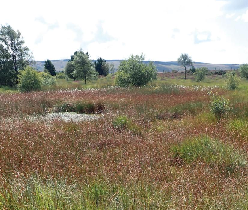 The reuse of deep peat in peatland habitat creation