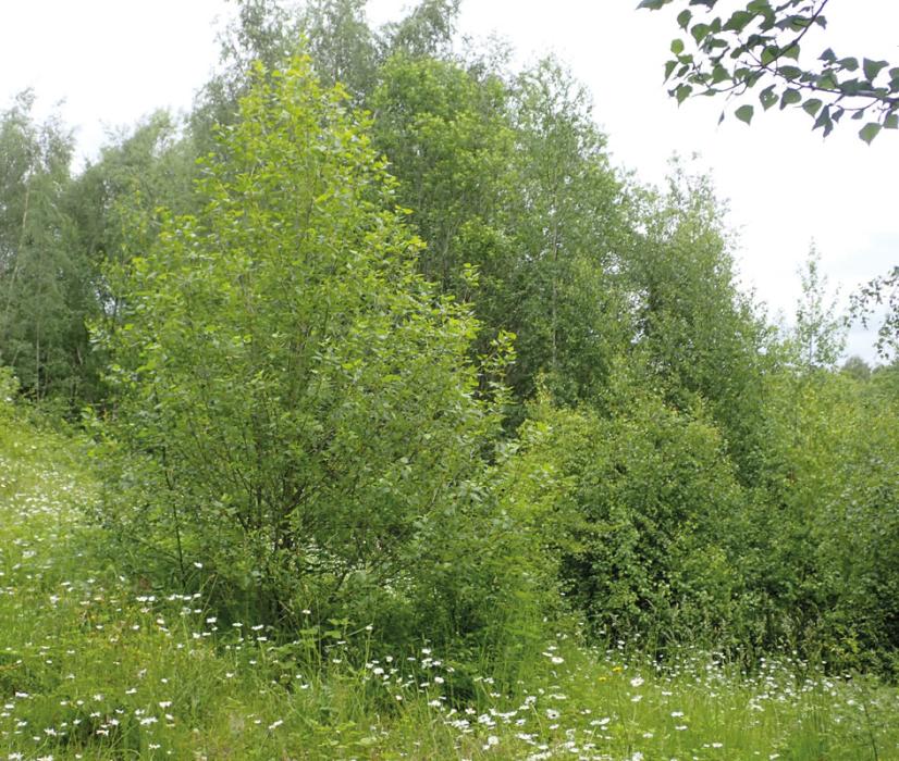 Flowery vegetation established on overburden and the inevitable replacement by scrub and woodland