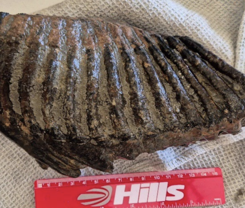 A mammoth tooth discovered at Hills Quarry Products’ quarry at Cerney Wick