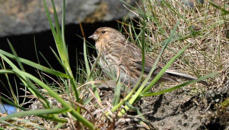 Twite. Photo: Tim Melling Twite. Photo: Tim Melling