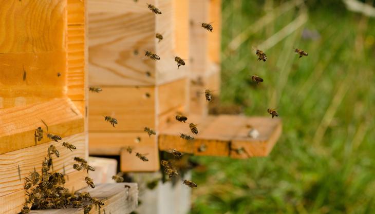 EPC-UK to help preserve and protect local bee populations Beehive