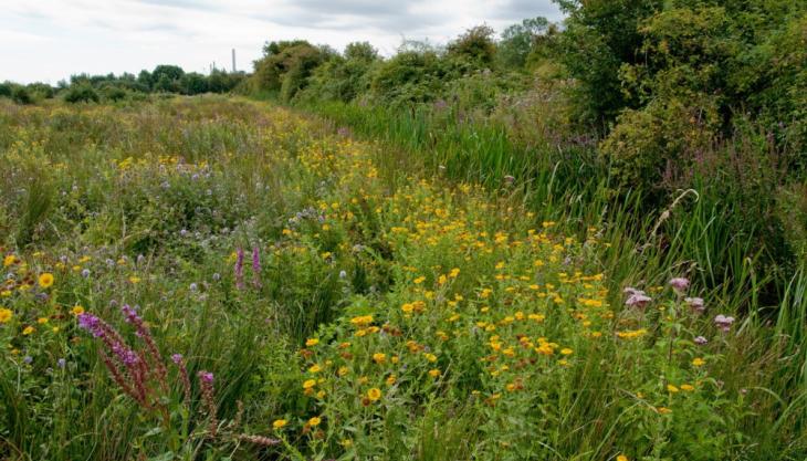 Holborough Marshes