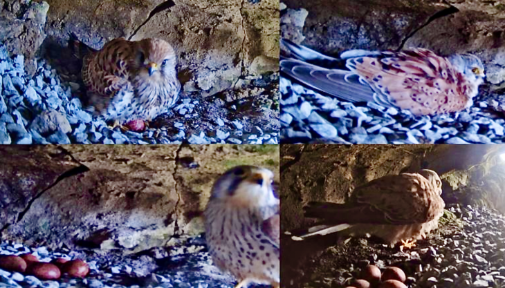 Kestrel Cam