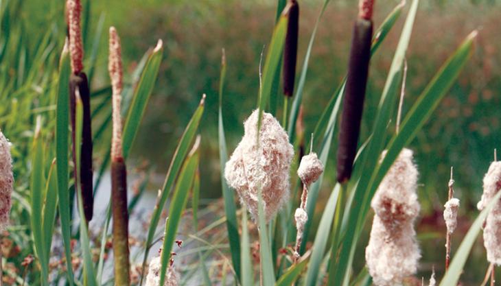 Langford reeds (photo: RSPB)