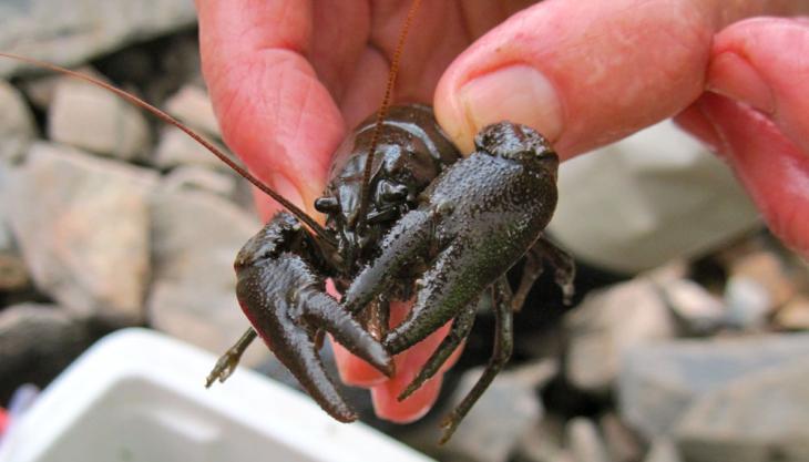 White-clawed crayfish