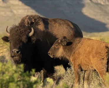 Cemex have successfully reintroduced the American bison to El Carmen