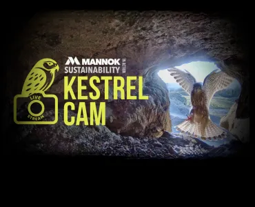 Mannok’s Kestrel Cam is now in its fifth season 