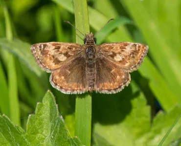 A colony of dingy skippers has taken hold along a disused railway line that runs through Forterra’s Kirton brickworks site