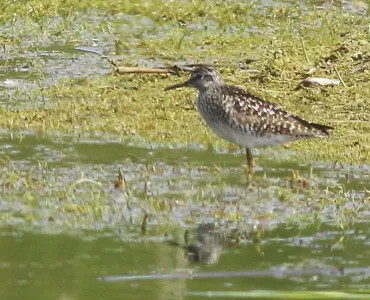 Wood sandpiper spotted at the reserve on 29 April 2025. Photo: Terry McKenna