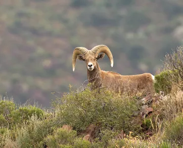 The 32nd edition of Cemex’s Conservation Book Series celebrates 25 years of restoration and protection at the El Carmen Nature Reserve