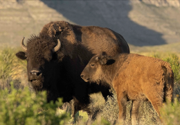 Cemex have successfully reintroduced the American bison to El Carmen