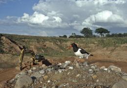 Oystercatcher at Wood Lane Quarry, Shropshire. Photo: Stuart Lawrence