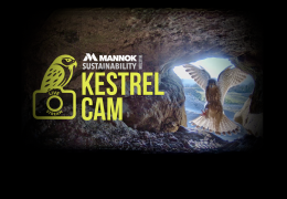Mannok’s Kestrel Cam is now in its fifth season 