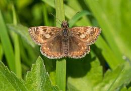 A colony of dingy skippers has taken hold along a disused railway line that runs through Forterra’s Kirton brickworks site