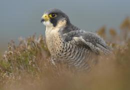 The iconic peregrine falcon