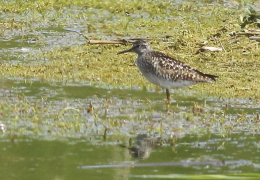 Wood sandpiper spotted at the reserve on 29 April 2025. Photo: Terry McKenna