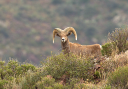 The 32nd edition of Cemex’s Conservation Book Series celebrates 25 years of restoration and protection at the El Carmen Nature Reserve