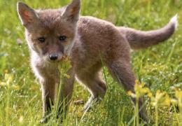 Fox cub