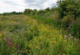 Holborough Marsh