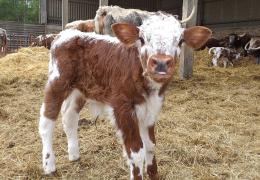 Longhorn calf