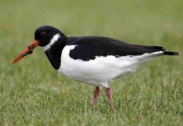 Oystercatcher