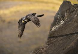 Peregrine falcon at undisclosed northern quarry. Photo: Michael Cardus