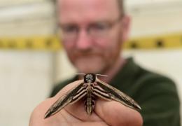 Privet hawk-moth