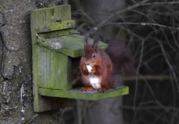 Red squirrel