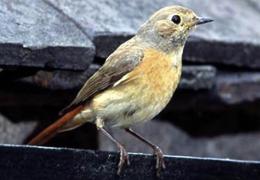 Redstart bird