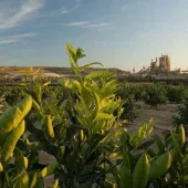 CEMEX's Alicante cement plant in Spain