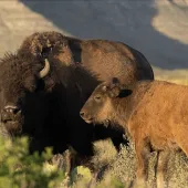 Cemex have successfully reintroduced the American bison to El Carmen