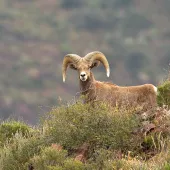 The 32nd edition of Cemex’s Conservation Book Series celebrates 25 years of restoration and protection at the El Carmen Nature Reserve