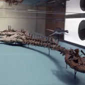 Plesiosaur skeleton