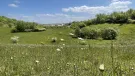 Photo taken at Kensworth Quarry where Cemex have undertaken a significant land restoration programme to enhance biodiversity across the site 